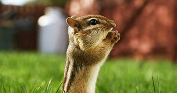Animals will tell you your values.